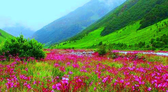 Best Places to visit in Valley of Flowers