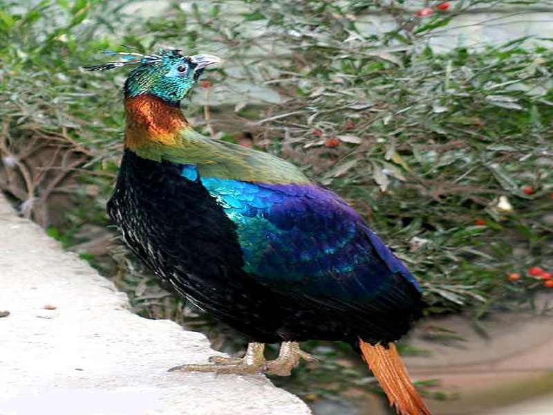 Himalayan Bird Park