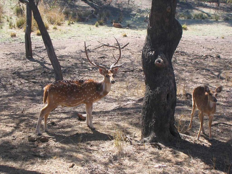 Sariska National Park 