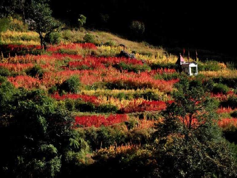 Auli-places-to-visit-images