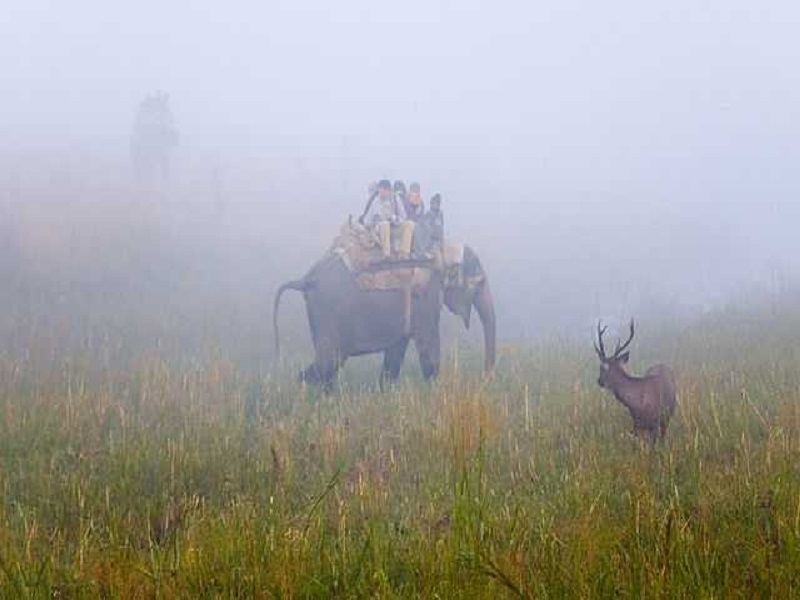  Elephant Ride in Corbett National Park