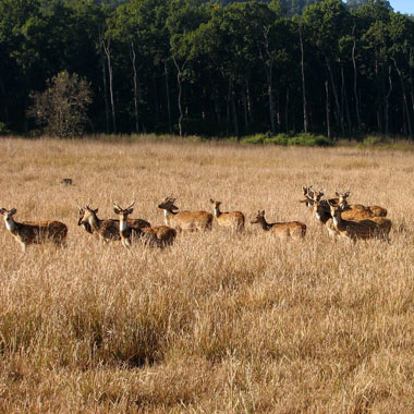 Chilla Wildlife Sanctuary 