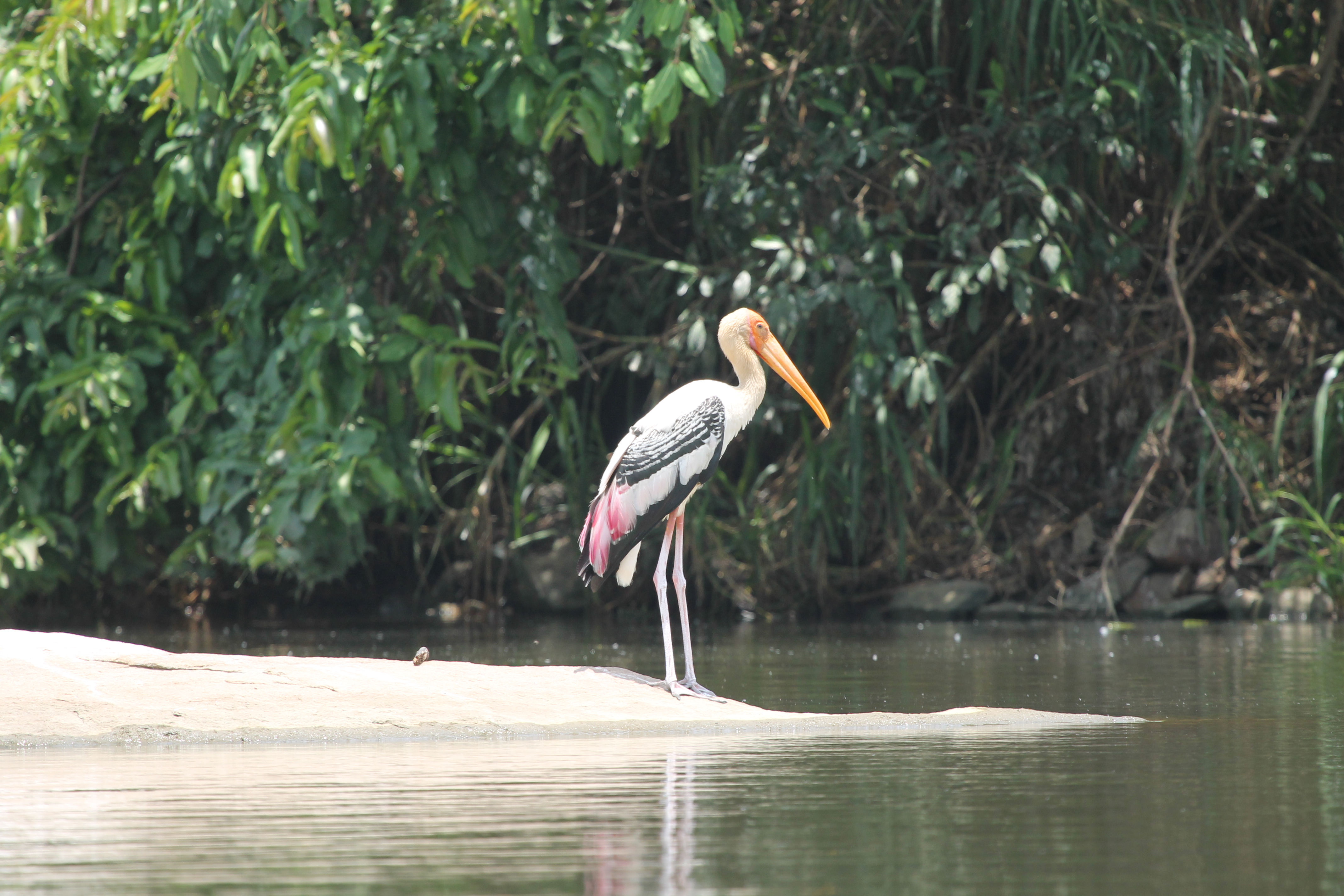 Ranganathittu Bird Sanctuary