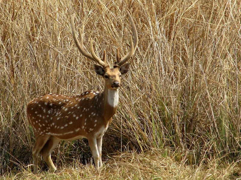 Van Vihar National Park