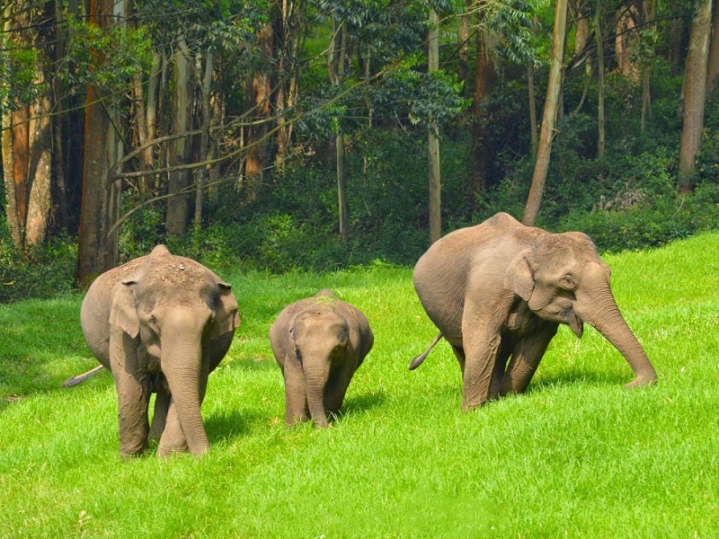 elephant arrival spot