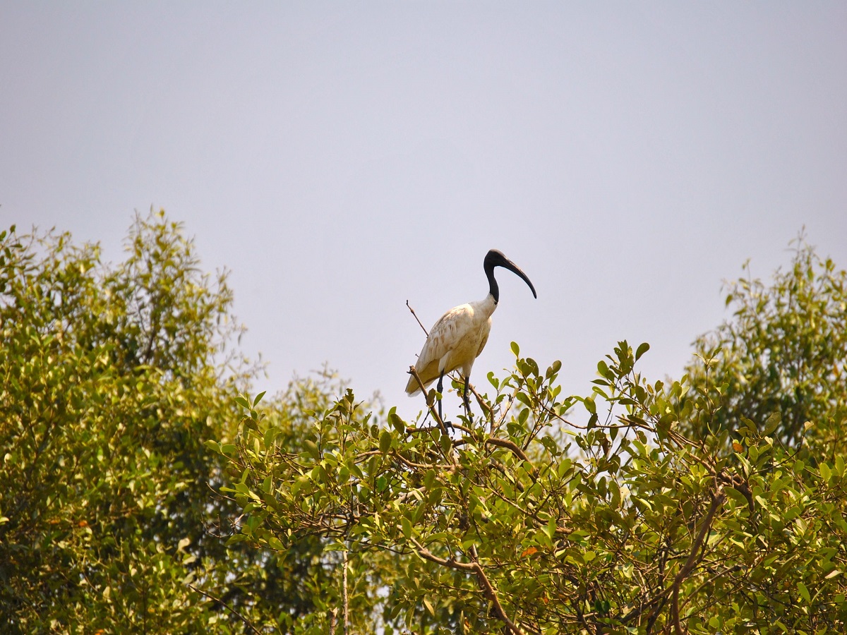  Dr Salim Ali Bird Sanctuary 