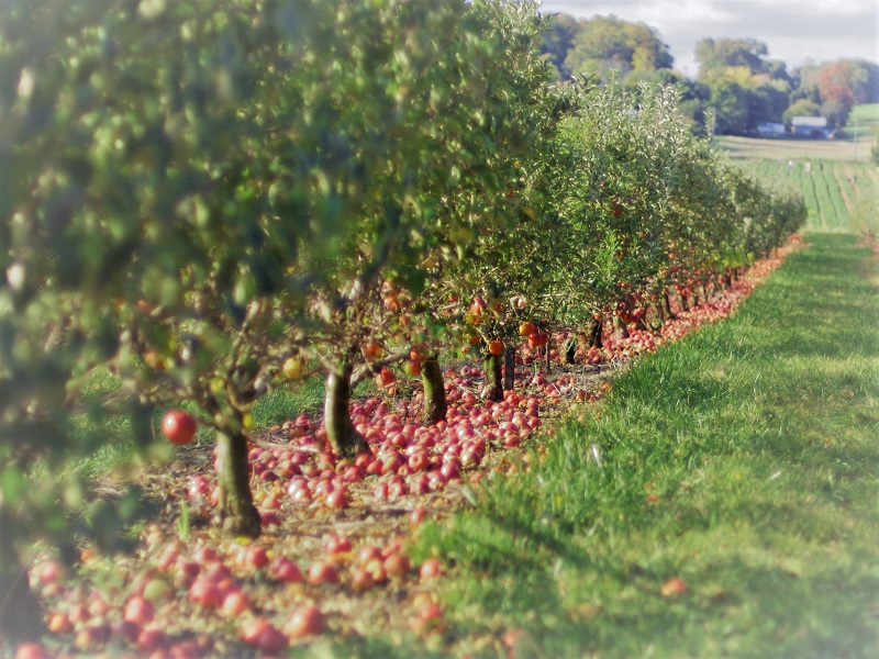 Apple Orchards 