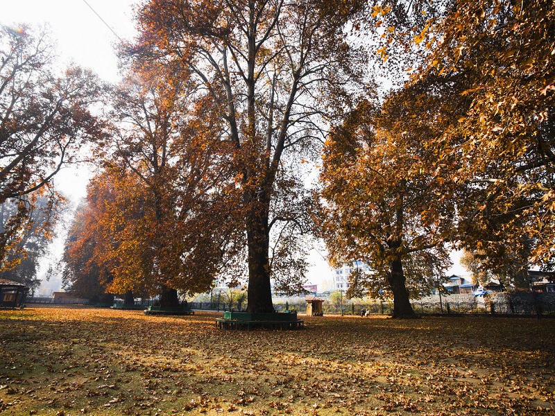 Chinar Park 