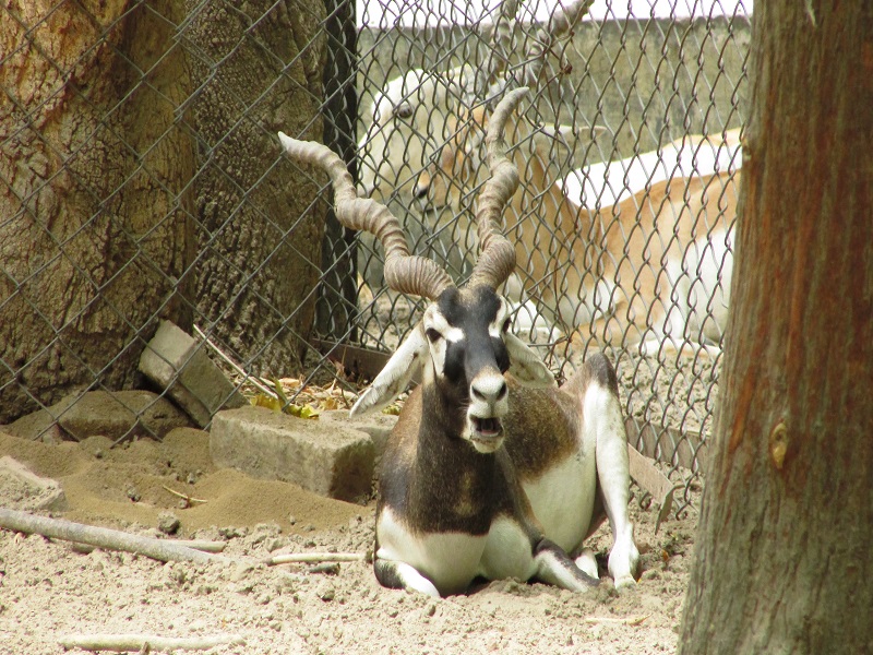  Nawab Wajid Ali Shah Zoological Garden 