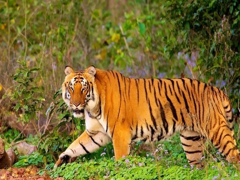 Benog Wildlife Sanctuary