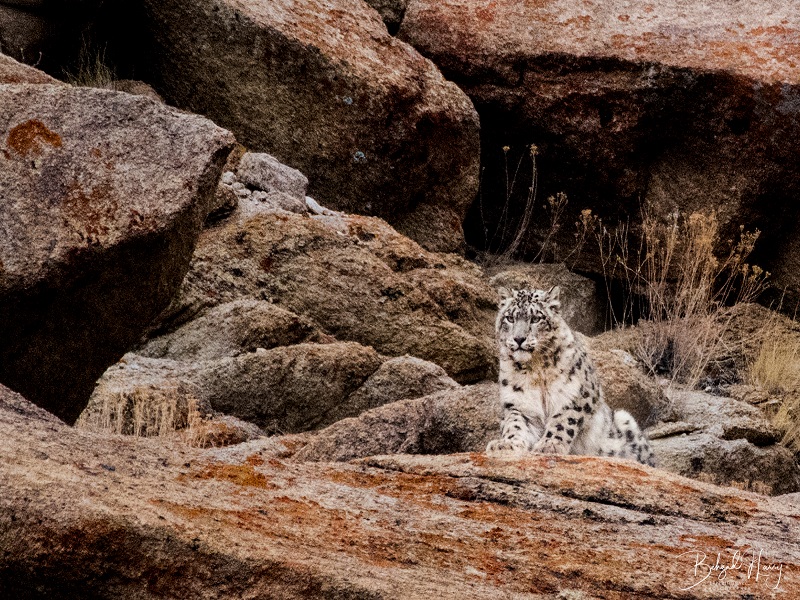 Hemis High Altitude Wildlife Sanctuary, Hemis 