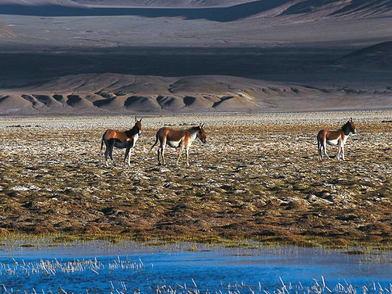 Changtang Wildlife Sanctuary