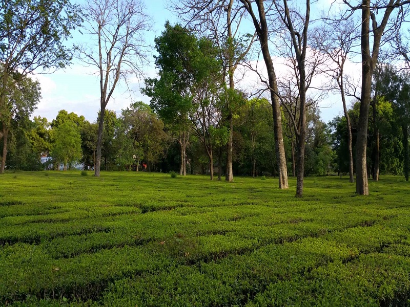 Tea gardens 
