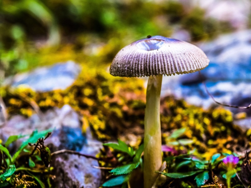  Jabarkhet Wildlife Reserve 