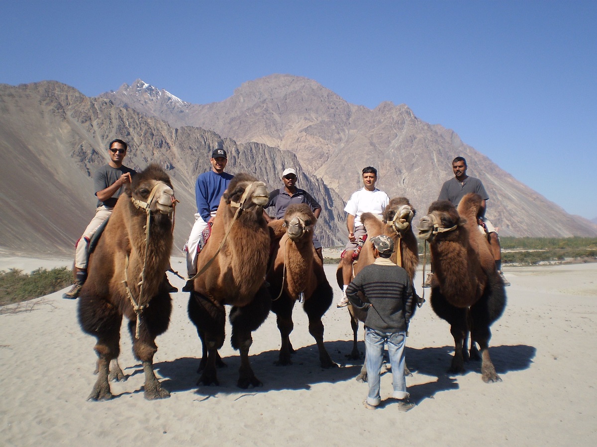 Bactarian camel safari, Nubra Valley 