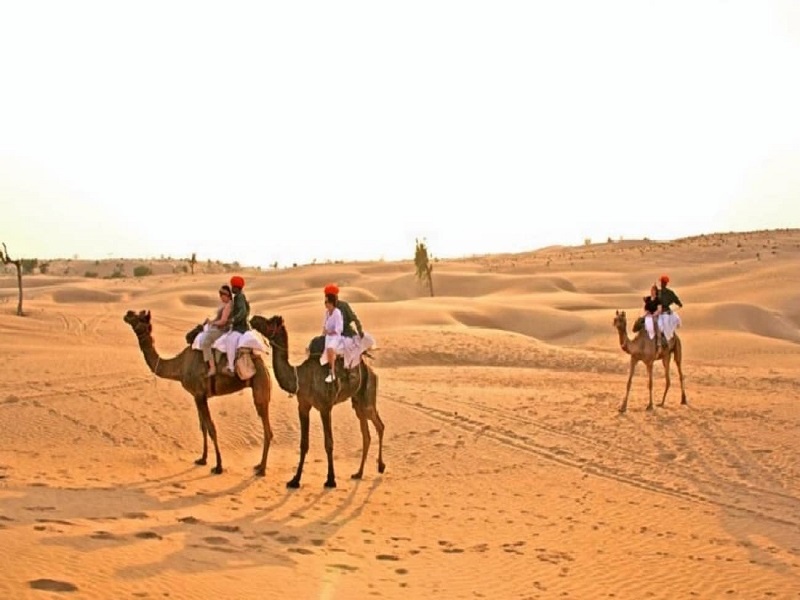 Camel Safari 