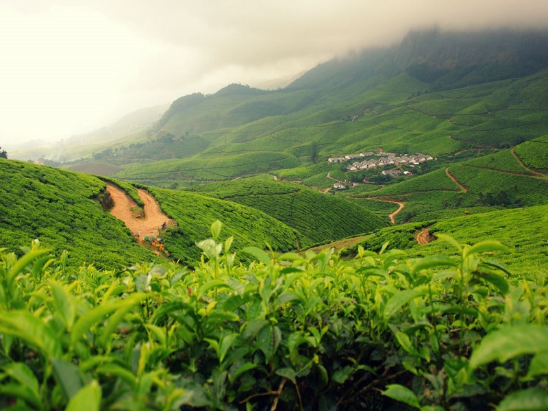 Kolukkumalai Tea Estate