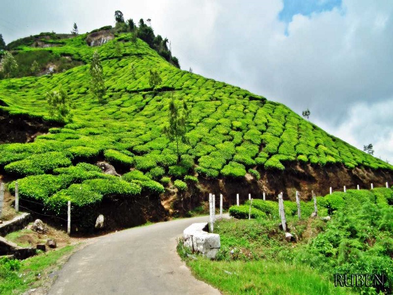 Munnar-places-to-visit-images