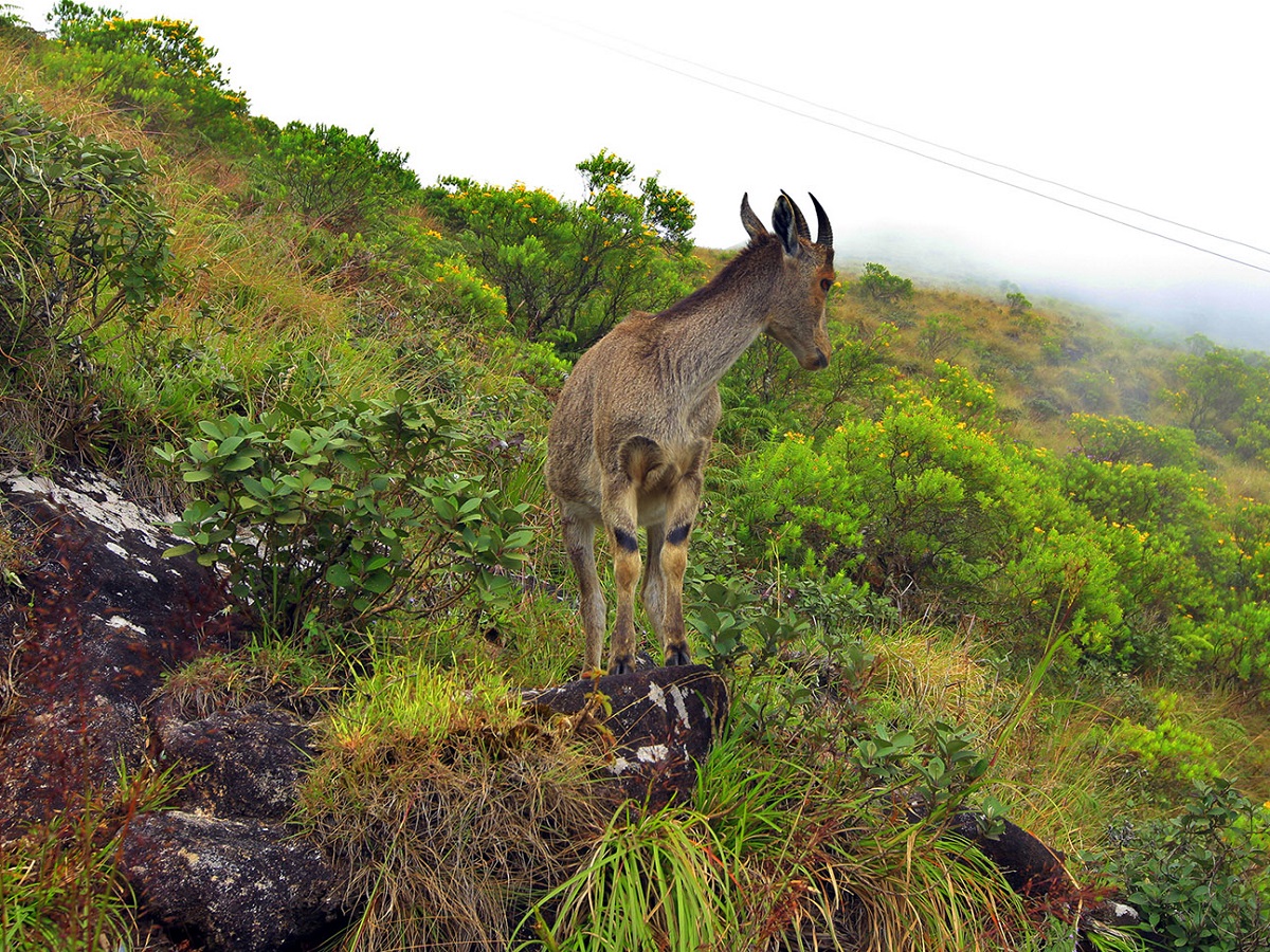 Eravikulam (Rajamalai) National Park
