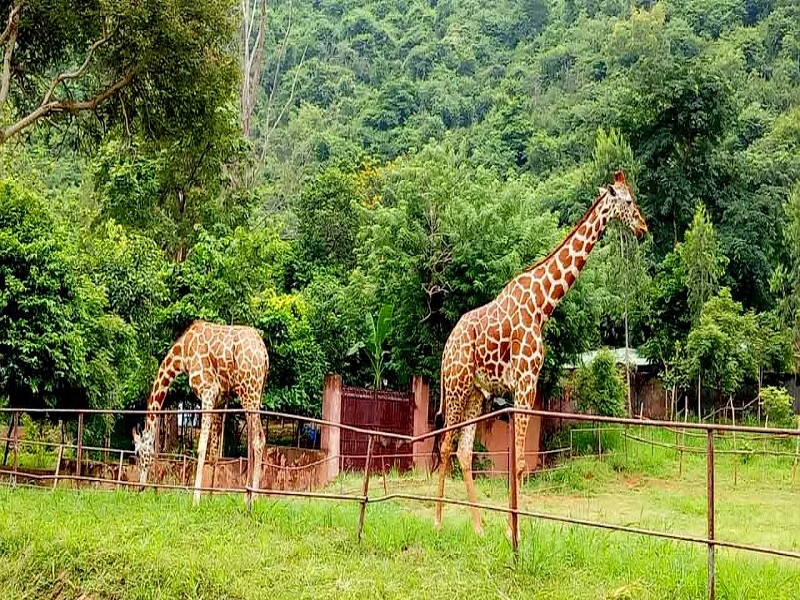  Indira Gandhi Zoological Park 