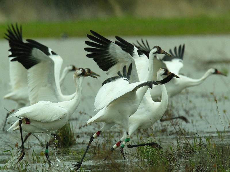 Sultanpur Bird Sanctuary 