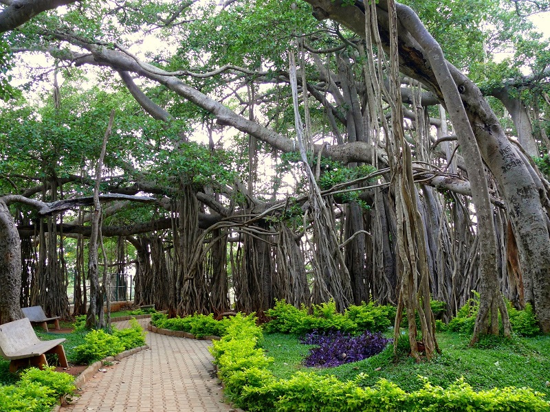 Big Banyan Tree 