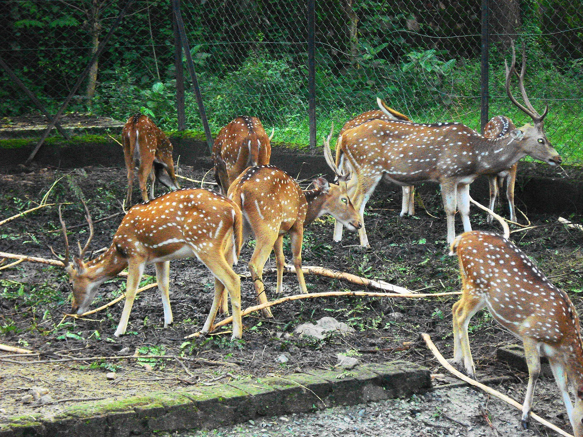 Tata Steel Zoological Park