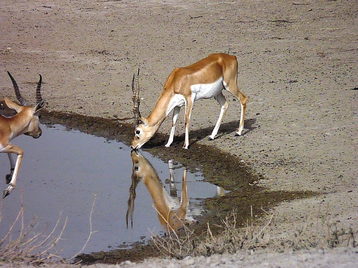Churu-places-to-visit-images