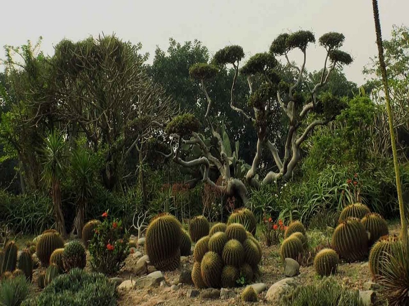 Cactus Garden