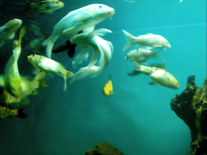  Bangalore Aquarium 
