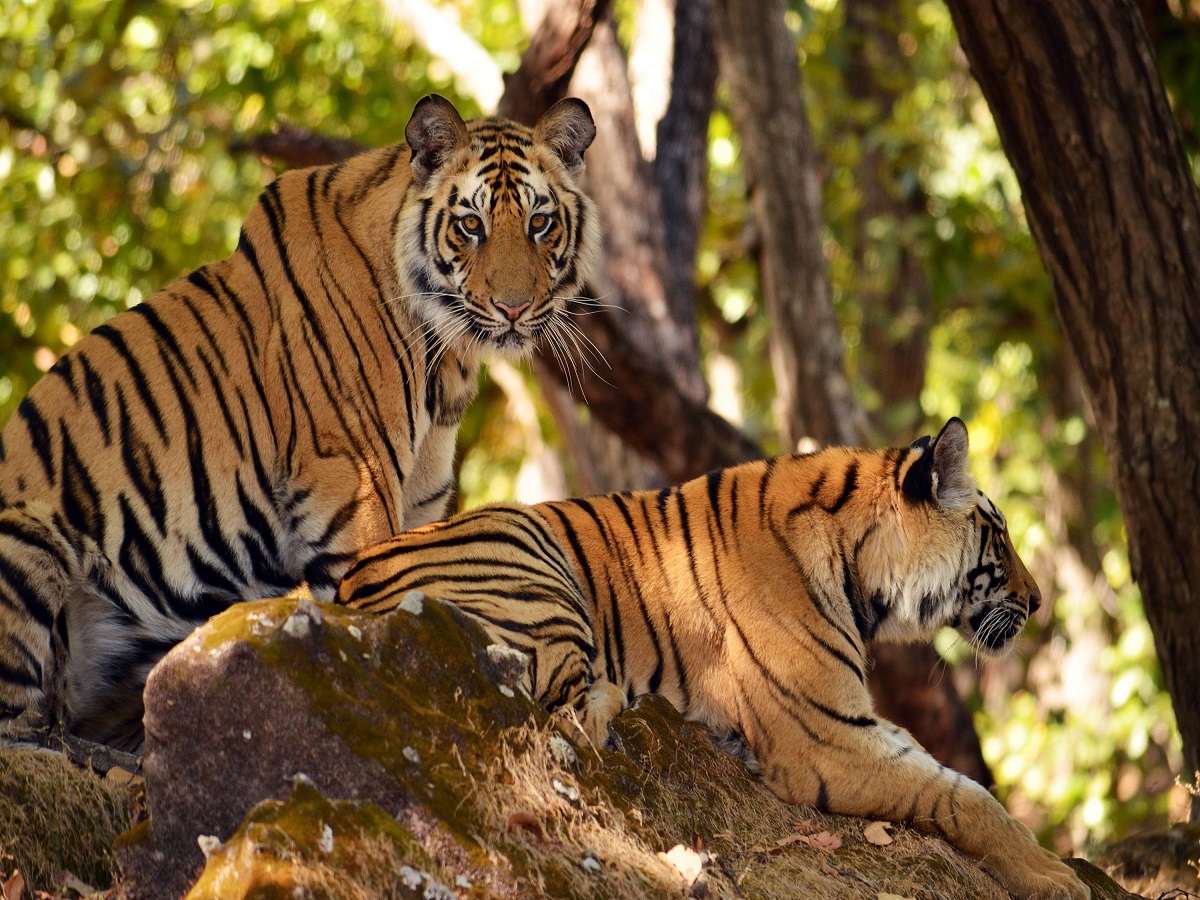Srisailam Tiger Reserve