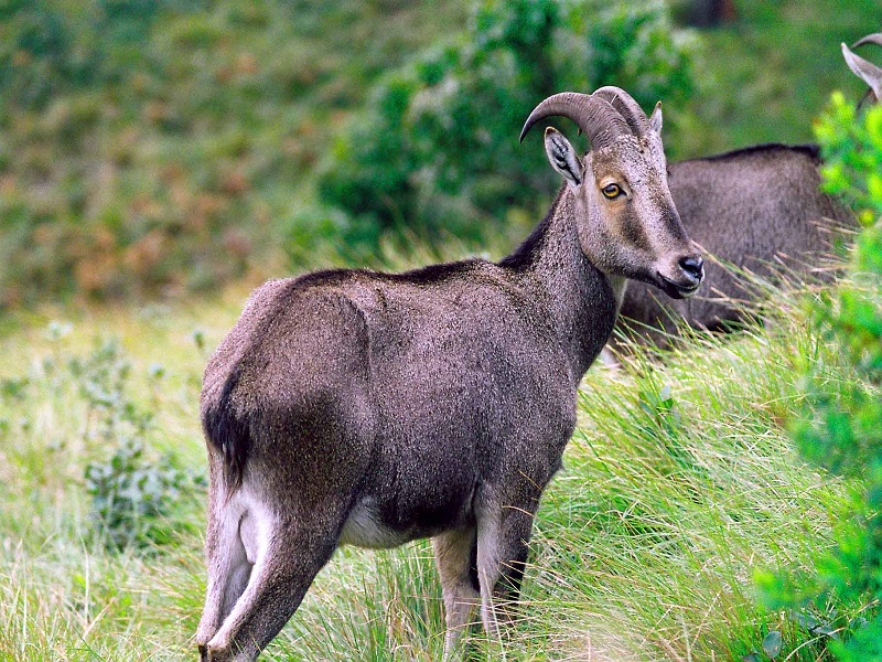 Nilgiri Tahr Habitat And Sanctuary