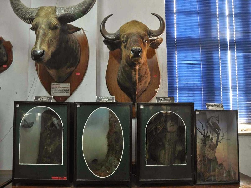  Bengal Natural History Museum 