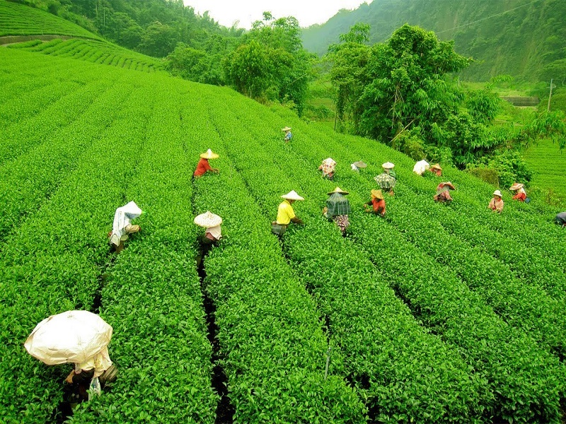 Tea Plantations 