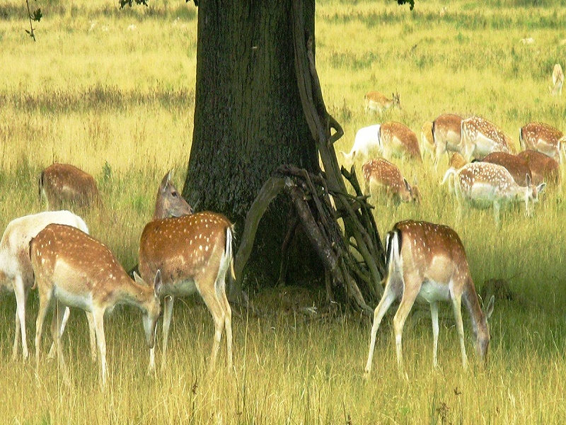 Deer Park 