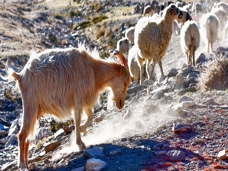 Changtang Wildlife Sanctuary 