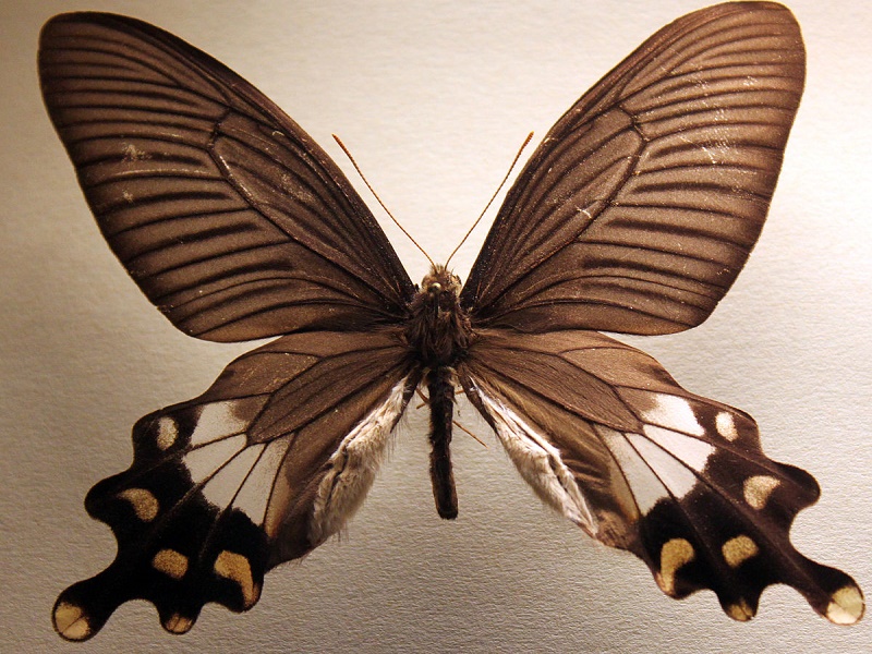 Butterfly Museum 