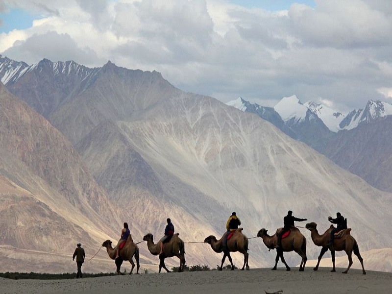 Bactarian camel safari, Nubra Valley 