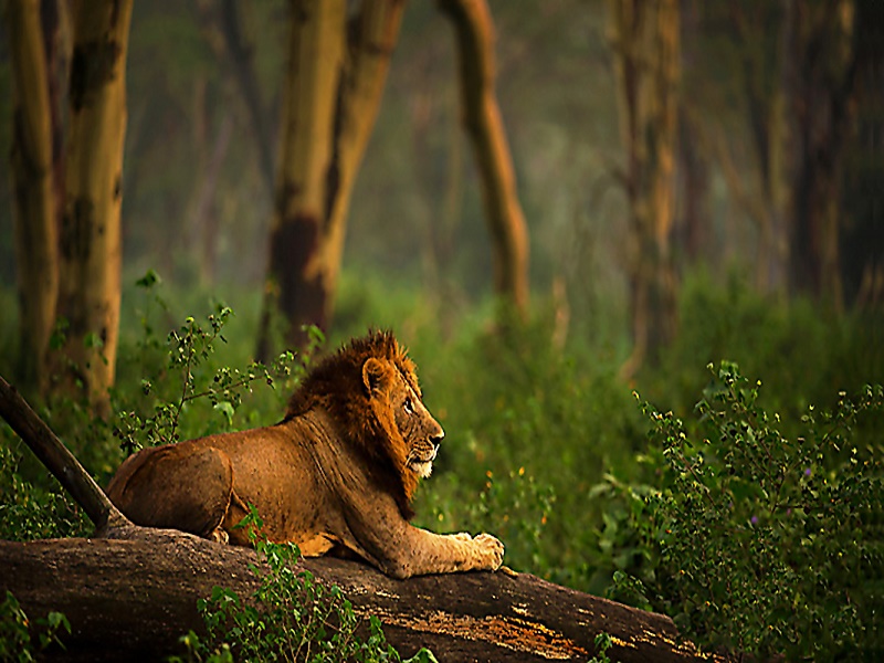 Bhainsrorgarh Wildlife Sanctuary 