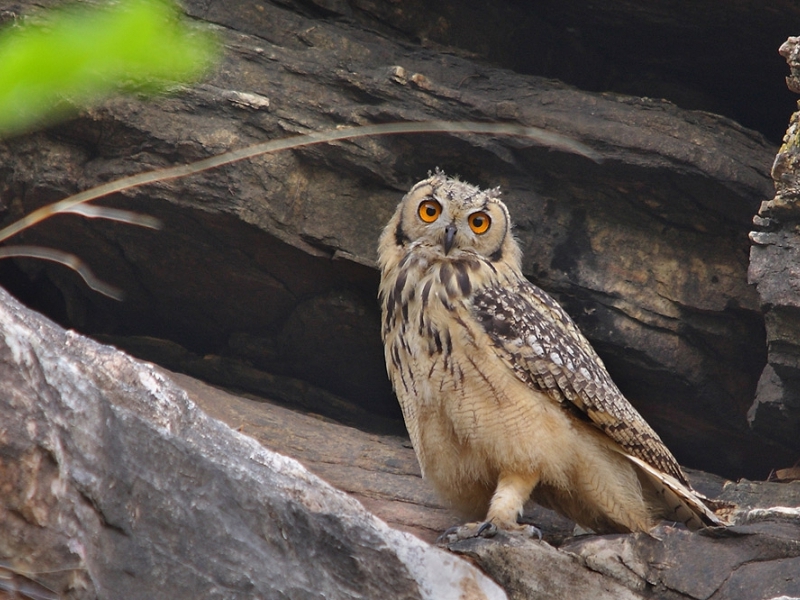  Bassi Wildlife Sanctuary 