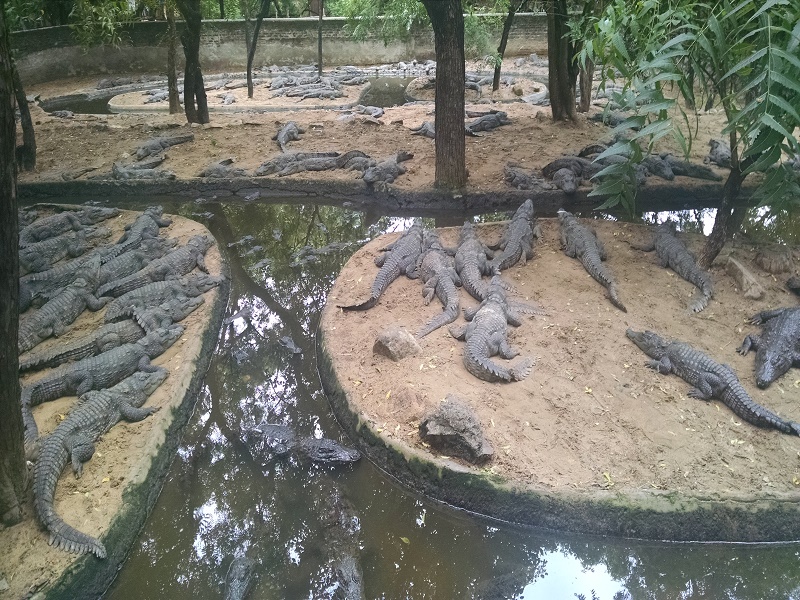 Madras Crocodile Bank Trust 
