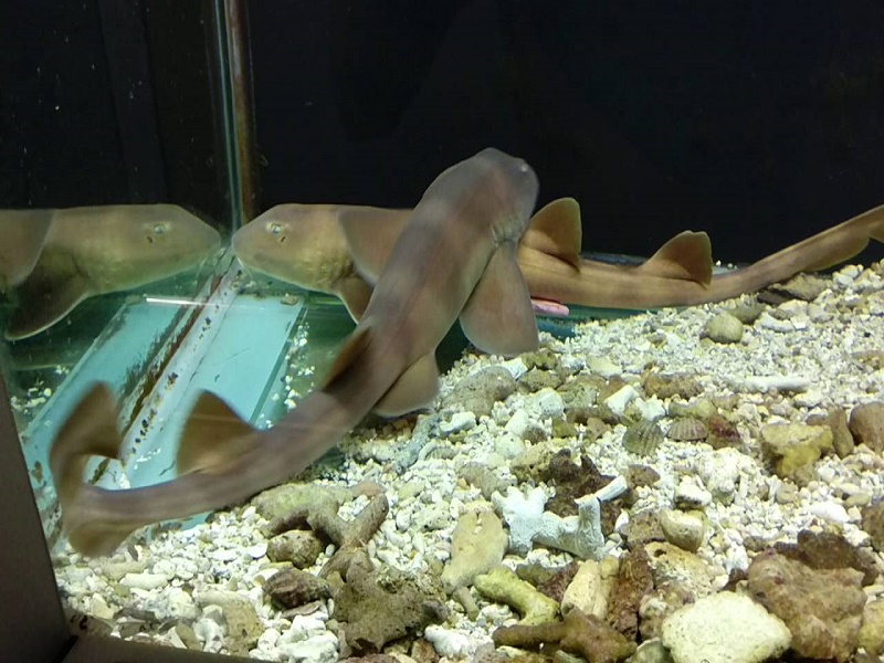 Vizhinjam Marine Aquarium 