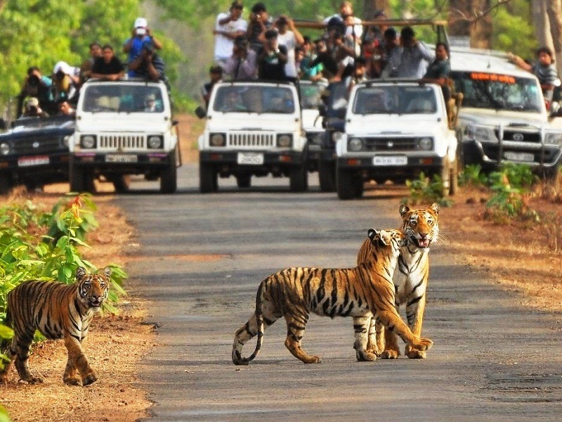 Jungle Safari In Chennai 