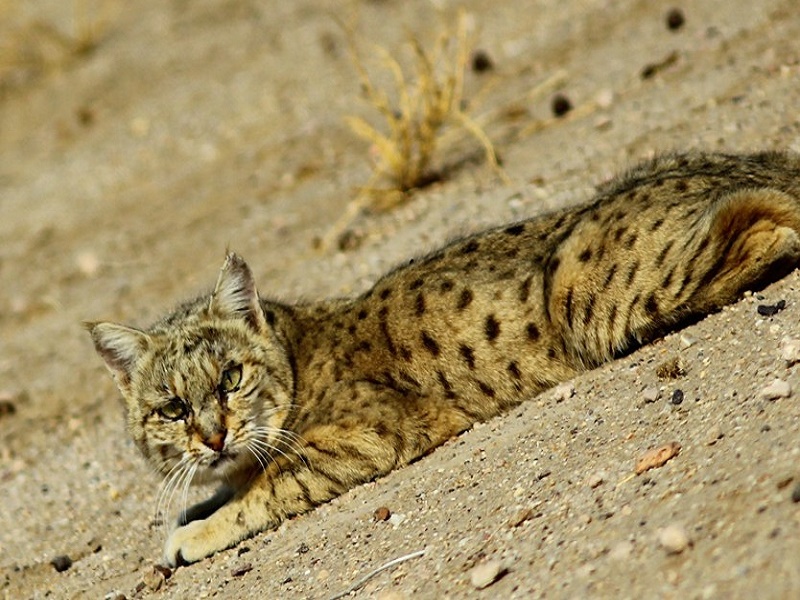 Desert National Park 