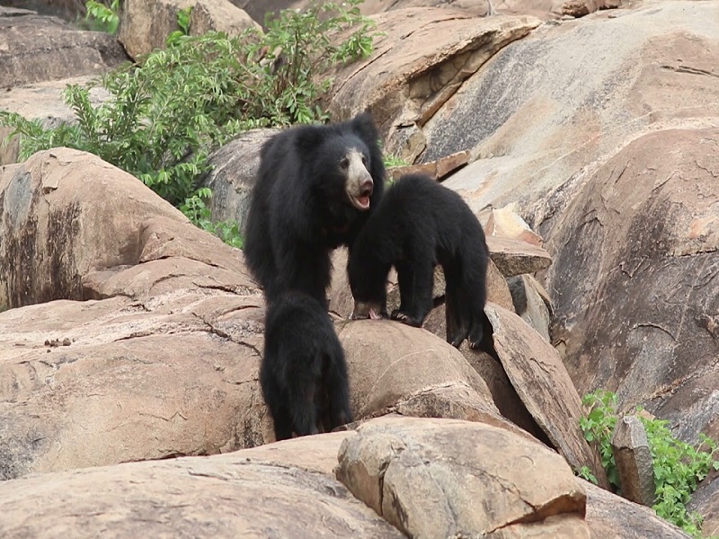 Daroji Bear Sanctuary 