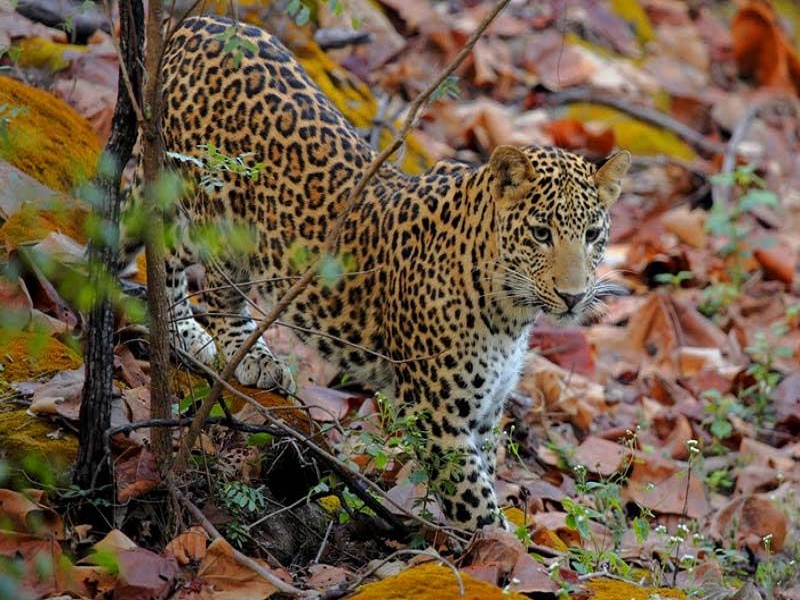 Pachmarhi-places-to-visit-images