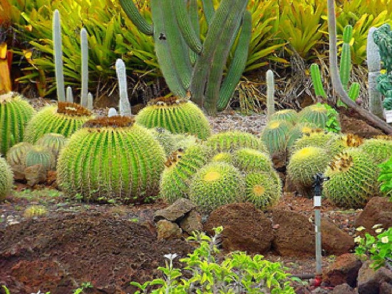  Cactus Garden 