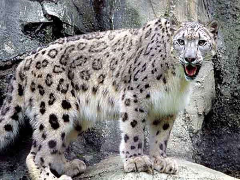  The Himalayan Nature Park, Kufri 