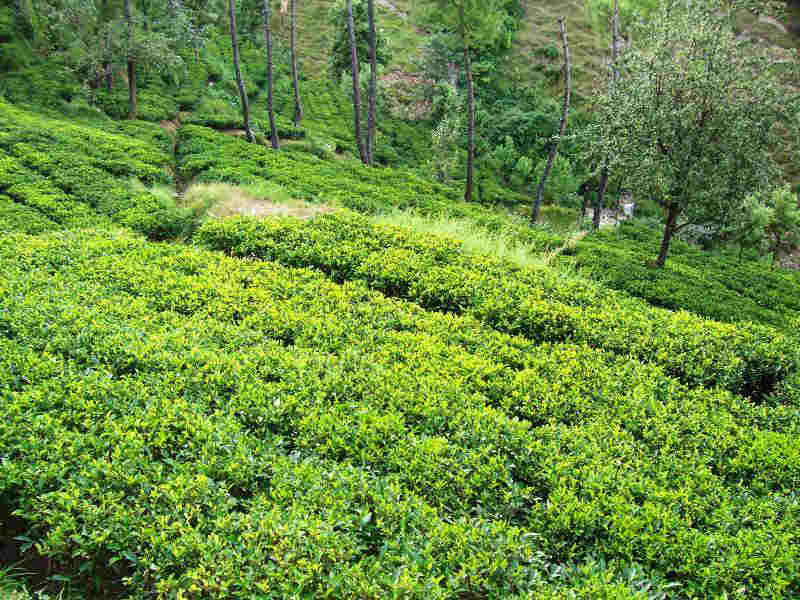  Kausani Tea Estate 