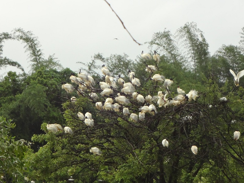  Gudavi Bird Sanctuary 